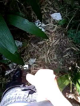 mrstreetguy (M young) - to ejaculate in the woods