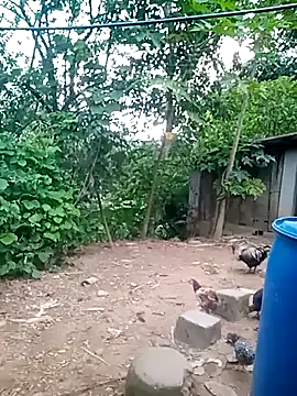 phuongtrinh1 webcam