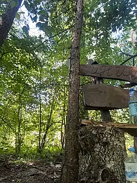 MerlinDave live cam