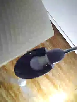 jorge406 webcam