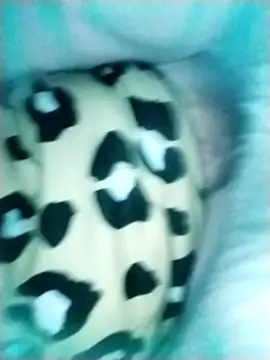 lamasrica20 webcam