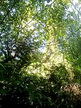 nangmo webcam