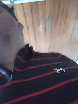 tatingordin live sex cam