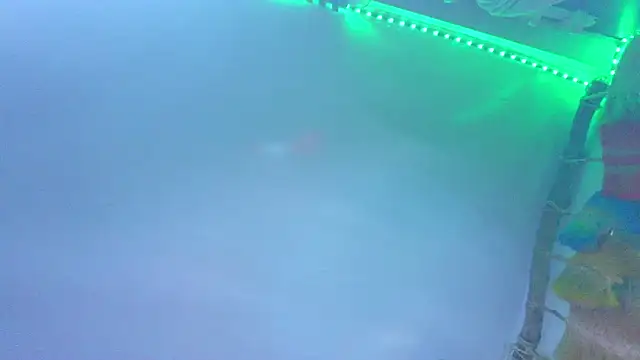 the_dog_lian webcam