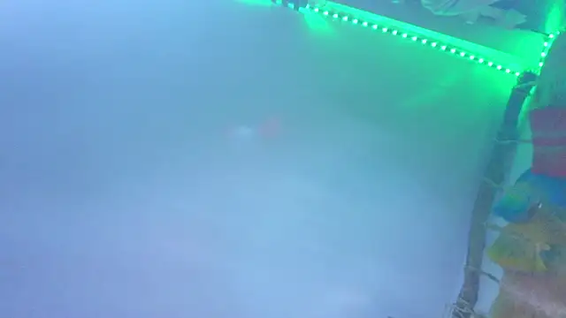 the_dog_lian webcam