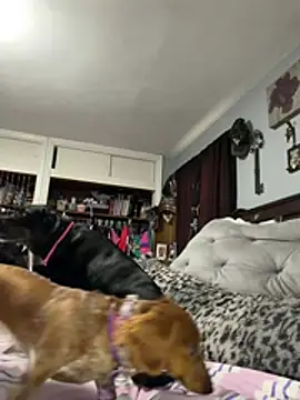 sweetkacibaby webcam