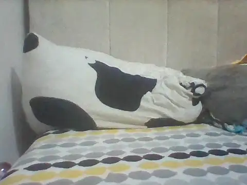 Bigbambam30 webcam