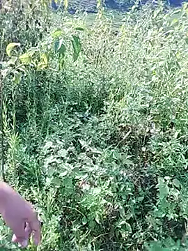 diana_jj webcam