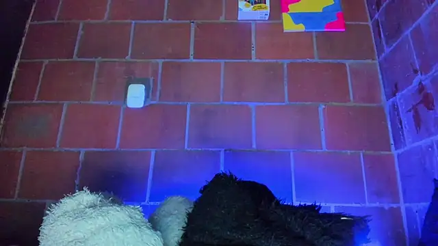 Cata-angel webcam