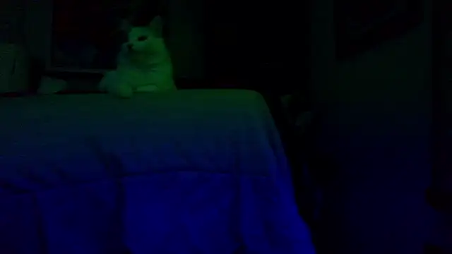 the_dog_lian webcam