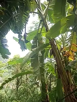 Fiona_hi webcam