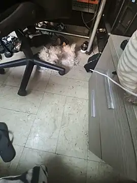 diavo72 webcam