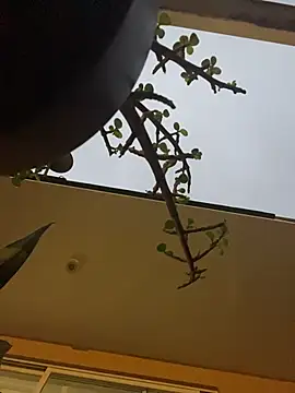 cloeX_c webcam