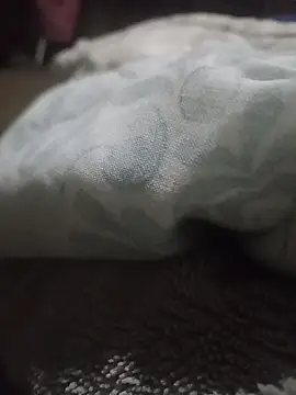 WiseDi live cam on StripChat