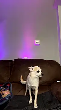AriannaPenaxo webcam