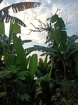 Hoa-tuylip