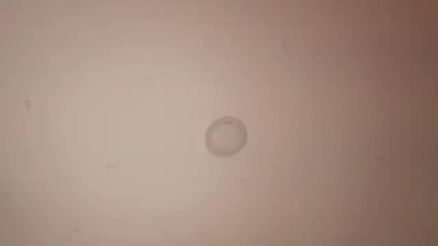 Melina_Ferrer1 webcam