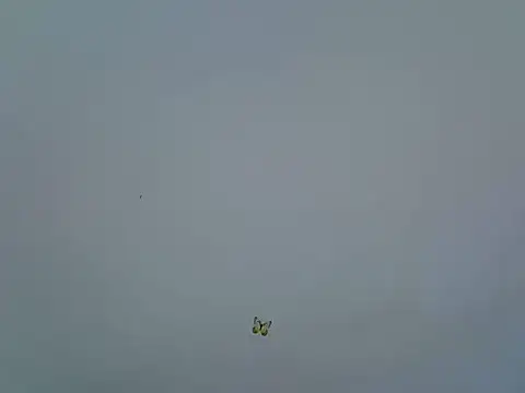 berrynova webcam