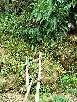 Hoa-tuylip webcam