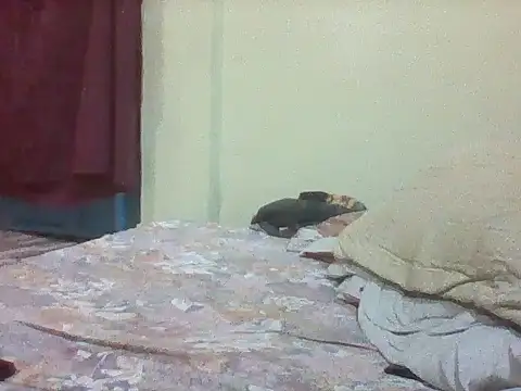 mislover webcam