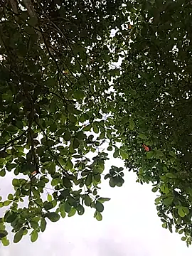Anastasia21 webcam