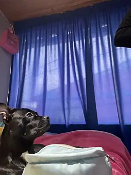 ImCrazzy webcam