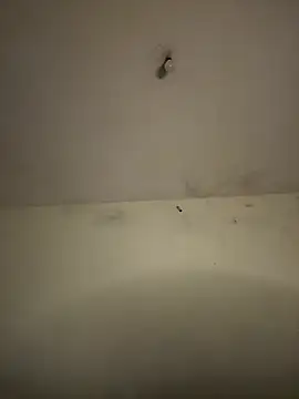 arabayla webcam
