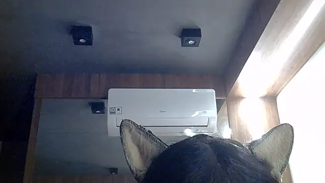 SkinnyKitten webcam