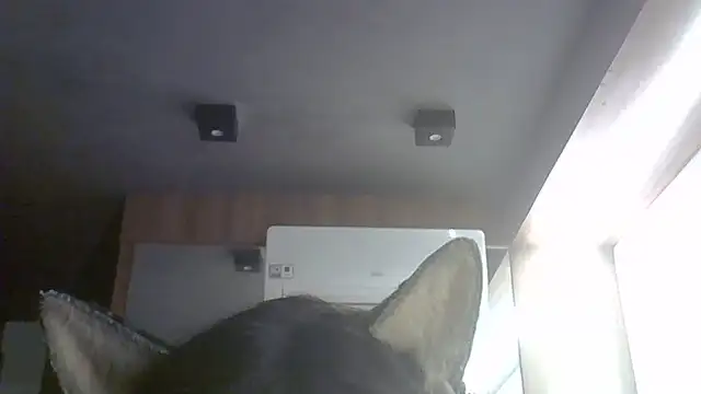 SkinnyKitten webcam