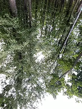 Frosl webcam