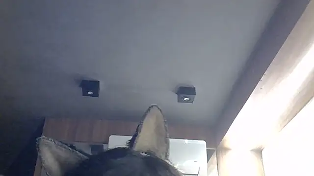 SkinnyKitten webcam