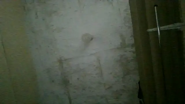 collily webcam