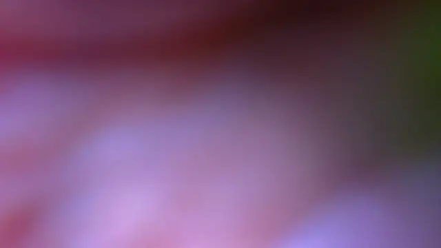 PerryKitty webcam