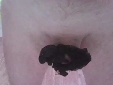 svvs27 webcam