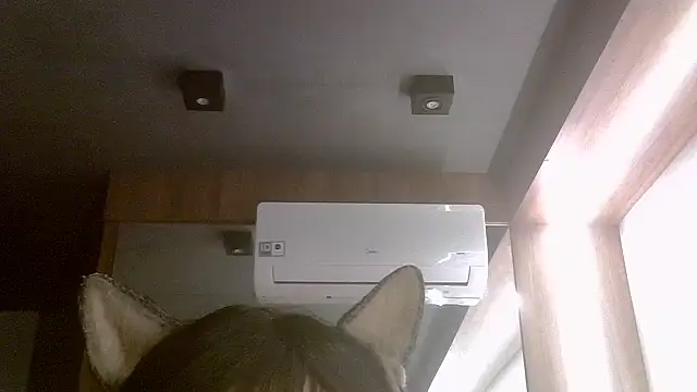 SkinnyKitten webcam