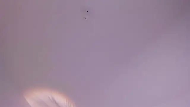 antonella_lee_x webcam