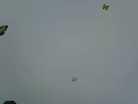 berrynova webcam