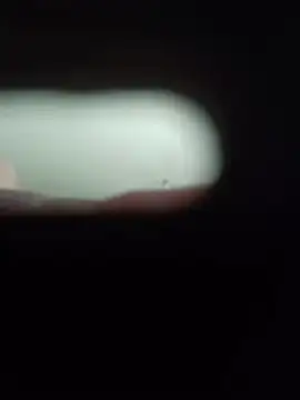 kotkite live webcam
