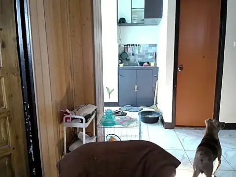 jakoloten webcam