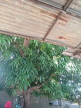 Noscay live cam on StripChat