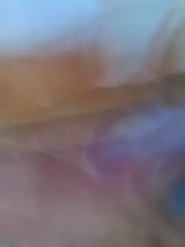 HotRavitapal live cam on StripChat