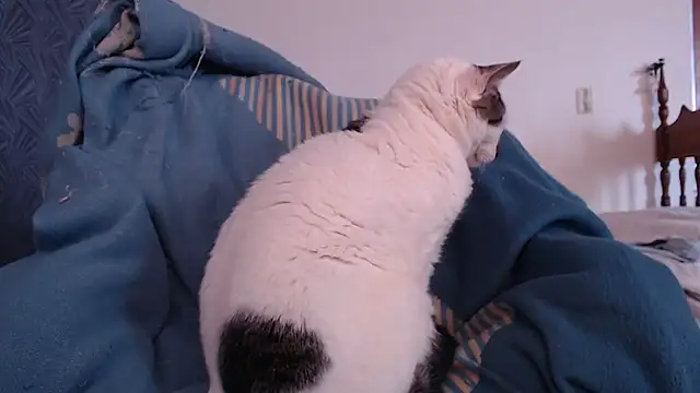 Freyja_eter webcam