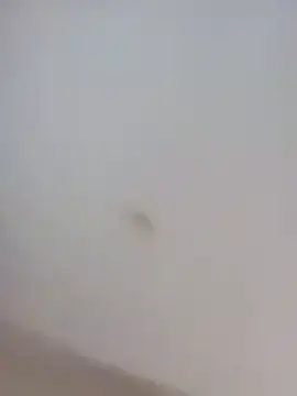 BuirdlyVerse webcam