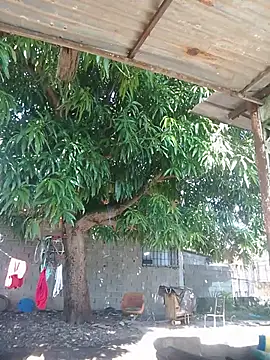 Noscay