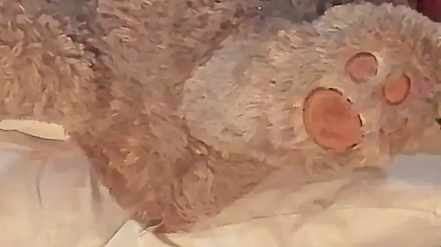 Swoni_leia