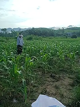 Bong_Hoa
