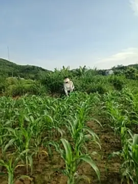 Bong_Hoa