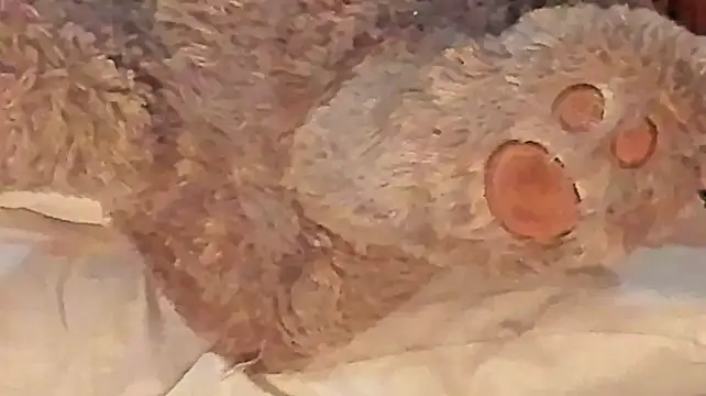 Swoni_leia webcam