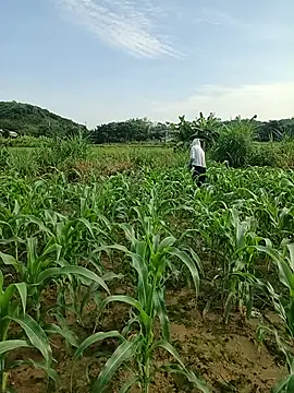 Bong_Hoa