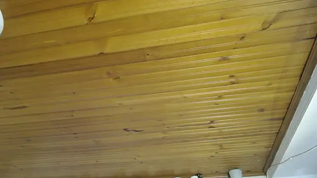 AyameFoxy